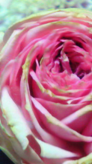 d0165505_3373269.jpg