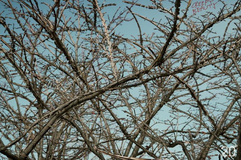 e0199431_22465798.jpg
