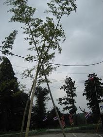 c0226745_16164342.jpg