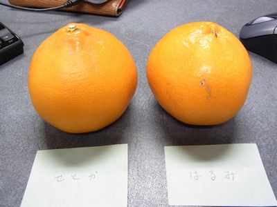 d0022845_18482033.jpg