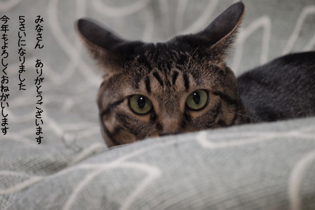 f0116546_0115413.gif