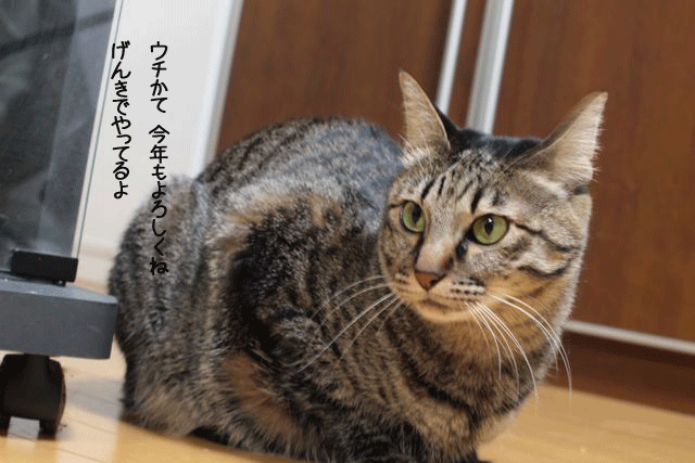 f0116546_012639.gif