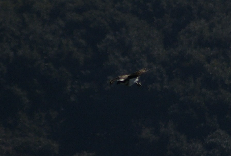 e0197884_1328946.jpg
