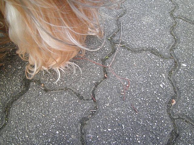 f0130894_2295082.jpg