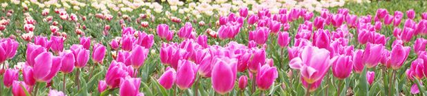 f0201297_234872.jpg