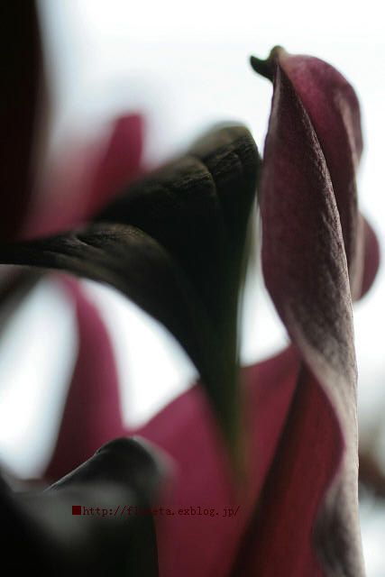 f0083400_1482079.jpg