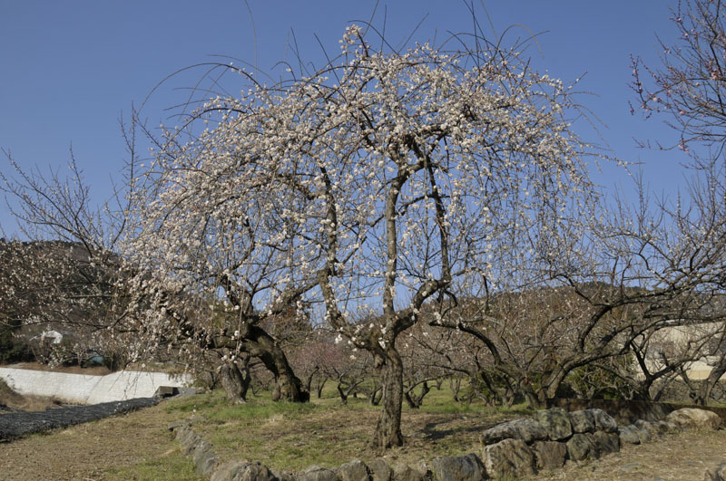 f0206417_22395878.jpg