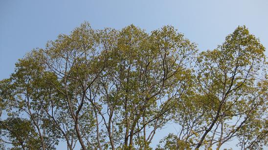 e0151266_9524336.jpg