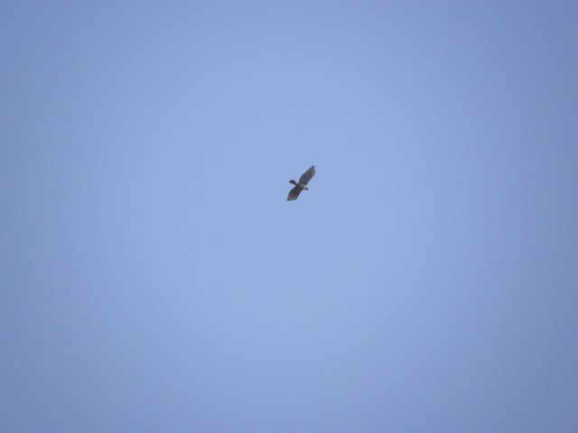 d0134473_16222518.jpg