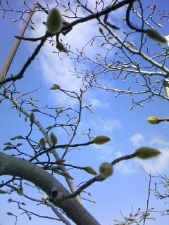 f0100480_2231595.jpg