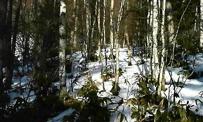 a0130586_2025358.jpg