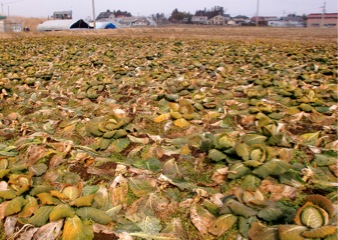 c0151898_17331160.jpg