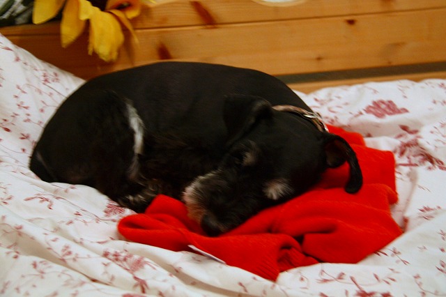 c0153740_423375.jpg