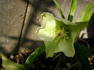 c0175756_9313555.jpg