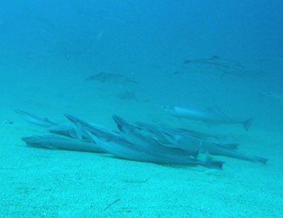 b0033573_1862527.jpg