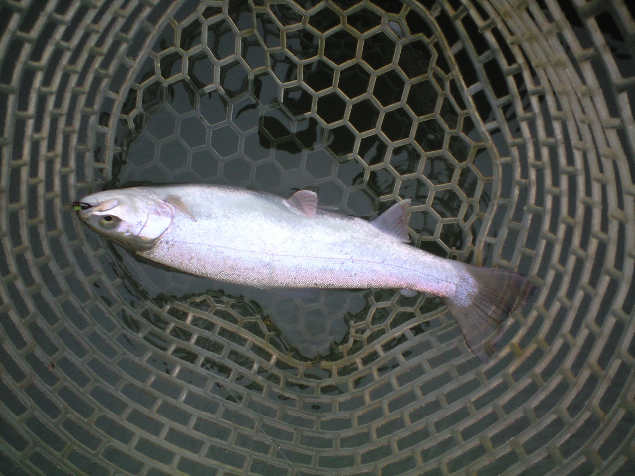 a0093677_8401013.jpg