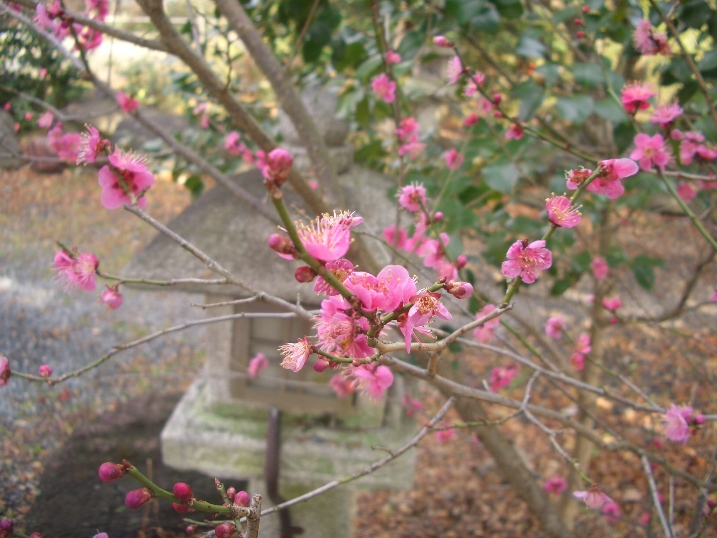 e0033713_971170.jpg