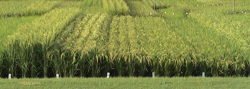 b0151316_1413186.jpg