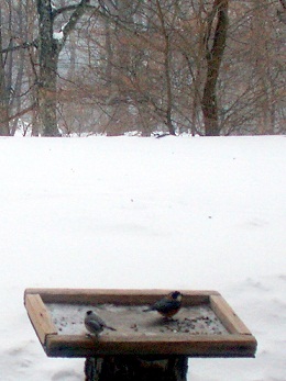 a0053420_12314697.jpg