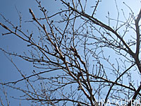 e0195721_7575188.jpg
