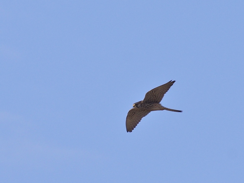 f0160222_2022103.jpg