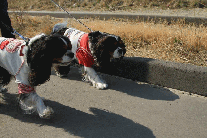 c0145250_2048142.gif
