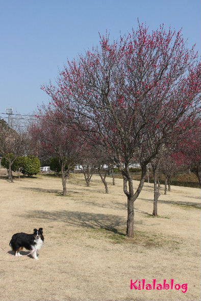 e0130008_19574794.jpg