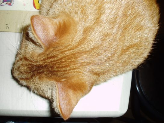 e0035711_20112688.jpg