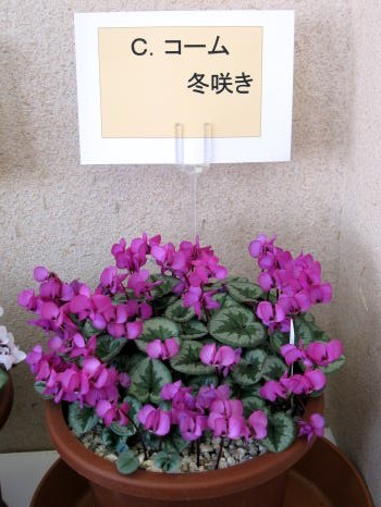 c0147952_0235195.jpg