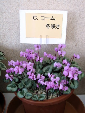 c0147952_0242061.jpg