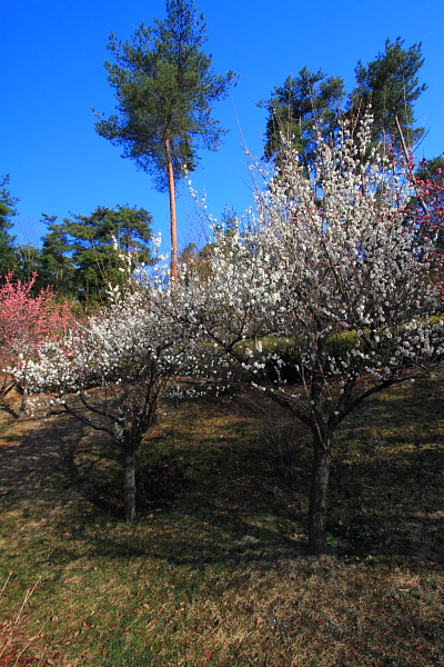 e0051888_2145189.jpg
