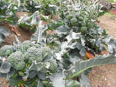 f0187402_20275810.jpg