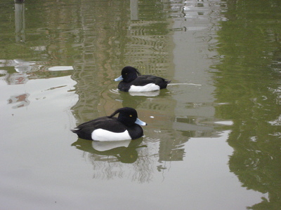 e0137433_1104364.jpg