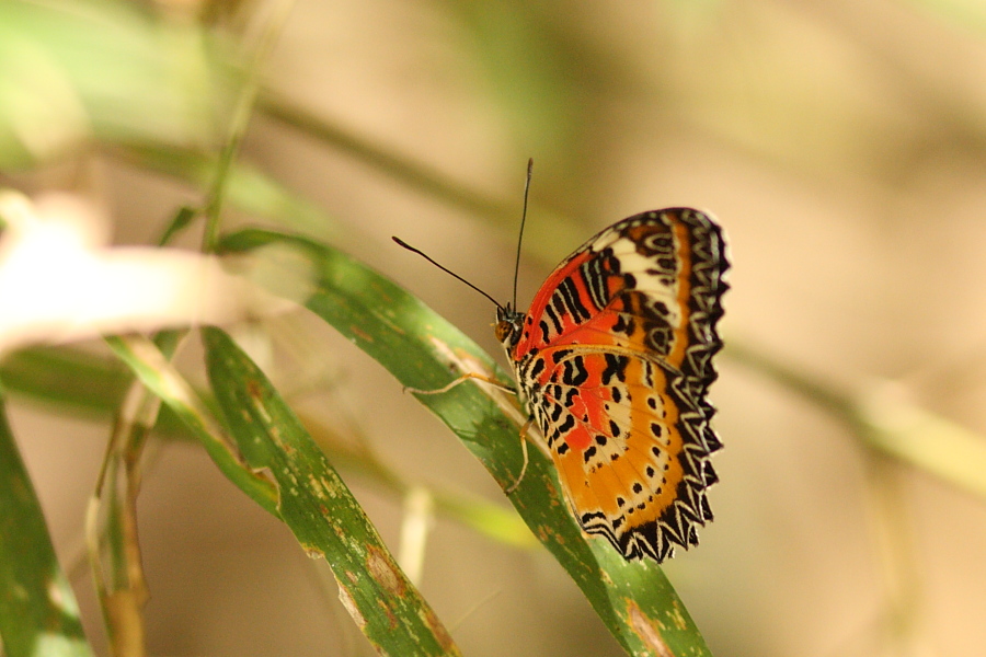 a0094850_15451658.jpg