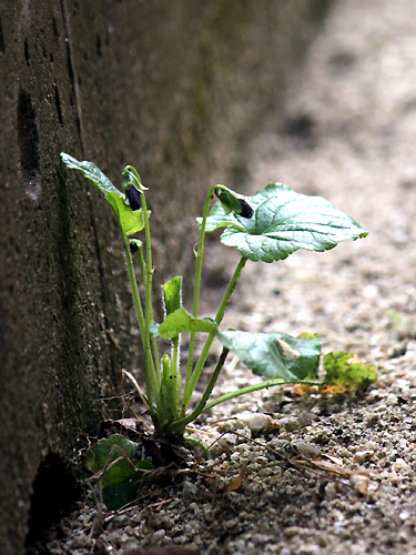 f0007956_21111233.jpg