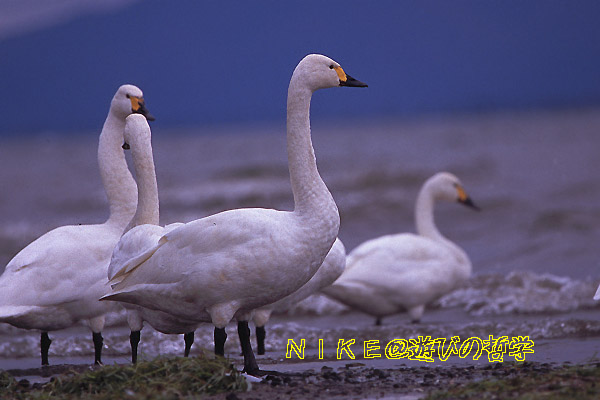 e0000968_2281420.jpg
