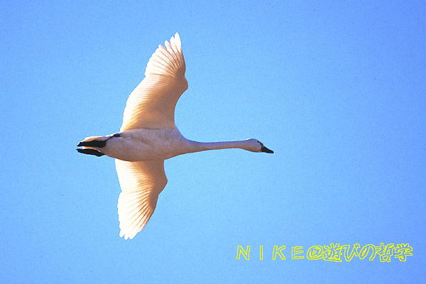 e0000968_22829.jpg