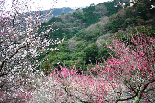 a0127090_1654516.jpg