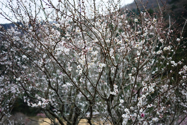a0127090_1655244.jpg