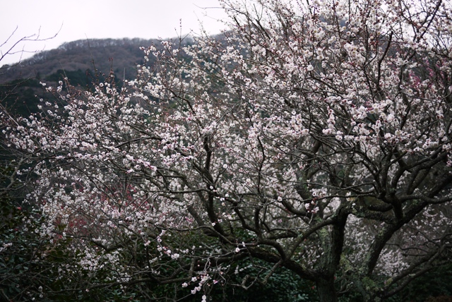 a0127090_1659470.jpg