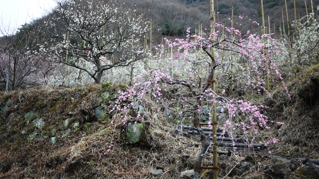 a0127090_17172899.jpg
