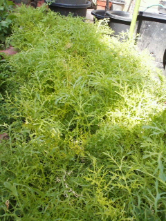 f0085291_21334023.jpg