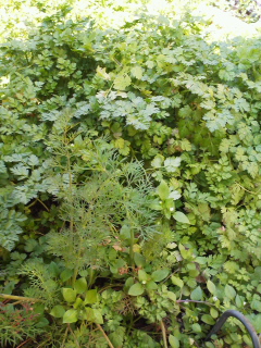 f0085291_21341129.jpg