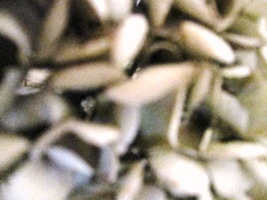 c0173697_1536688.jpg