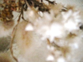 c0173697_16263258.jpg