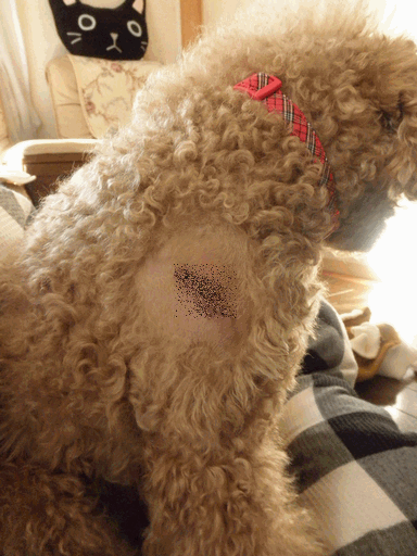 c0136736_11534651.gif
