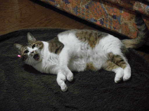 c0136736_1211098.gif