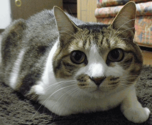 c0136736_125197.gif
