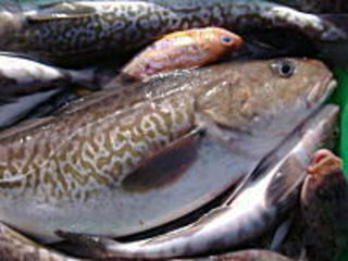 e0130662_19501547.jpg