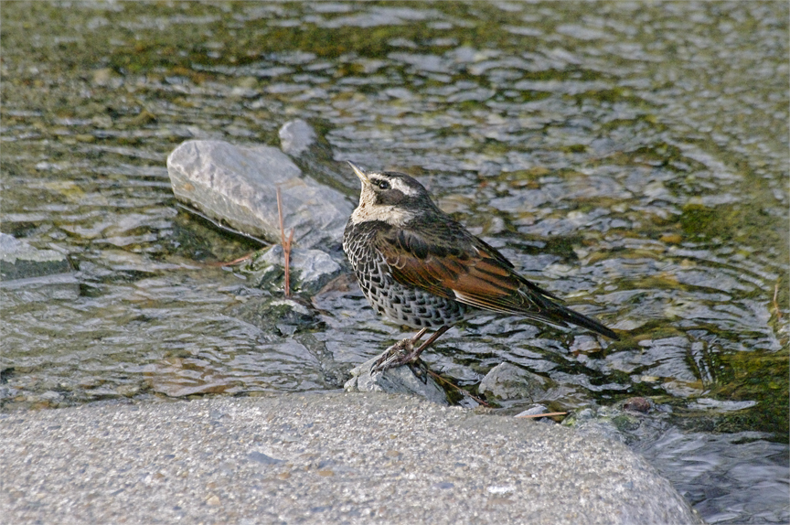 d0209988_207146.jpg